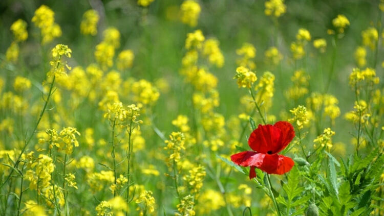 Предимно слънчево и топло в понеделник
