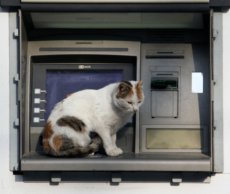 Котките могат да се заразяват с коронавирус от околната среда