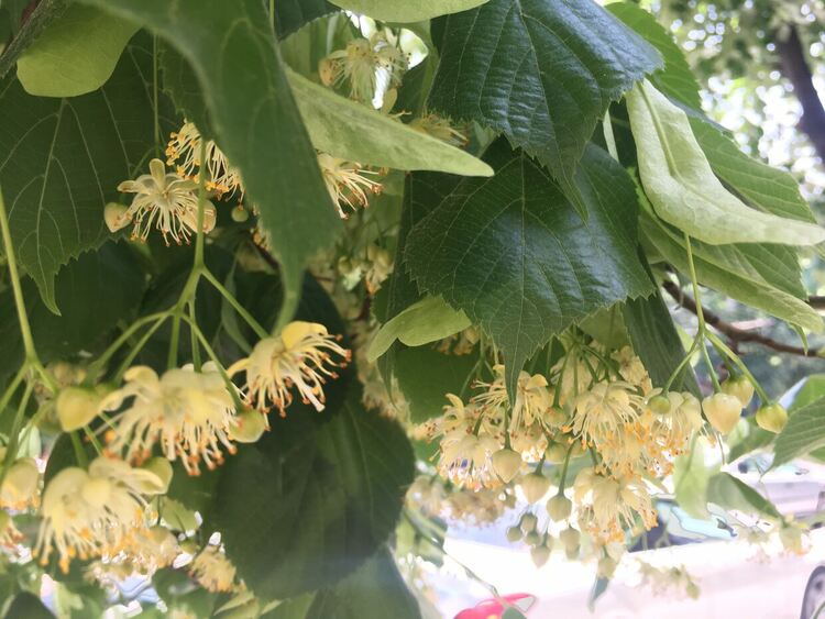 Жега с превалявания и гръмотевици на места