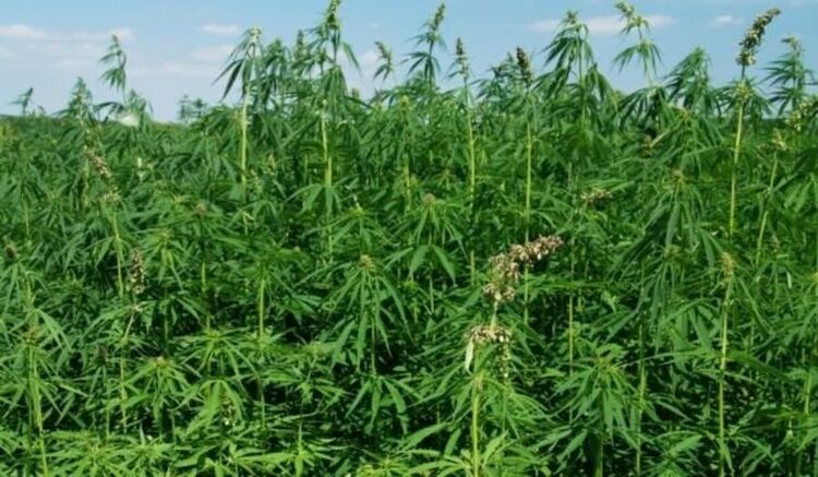 Откриха засаден коноп в центъра на Смолян в тревните площи до паркинг