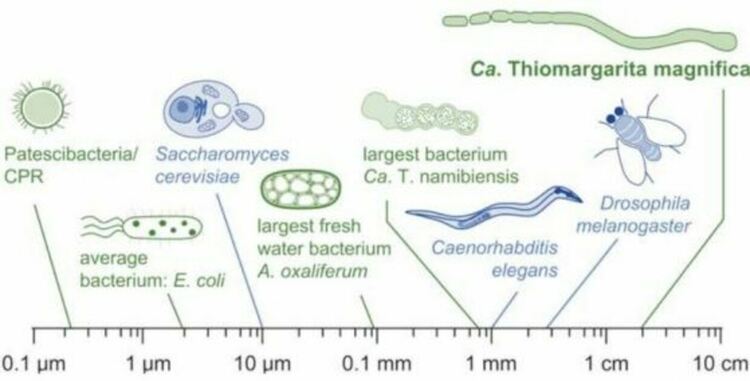 Схема, показваща T. magnifica в мащаб. Кредит: Volland et al., Science , 2022