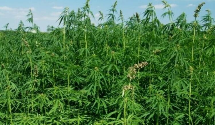 Отново откриха растения коноп в тревни площи в центъра на Смолян 