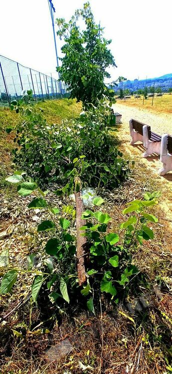 Вандали ломят млади липи в Кърджали  заради цвета, пораженията са големи/снимки/