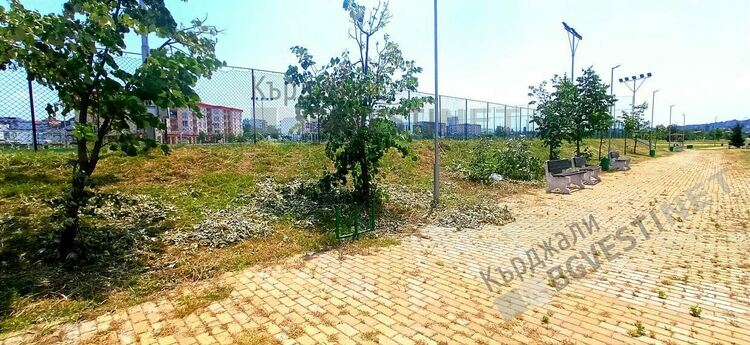 Вандали ломят млади липи в Кърджали  заради цвета, пораженията са големи/снимки/