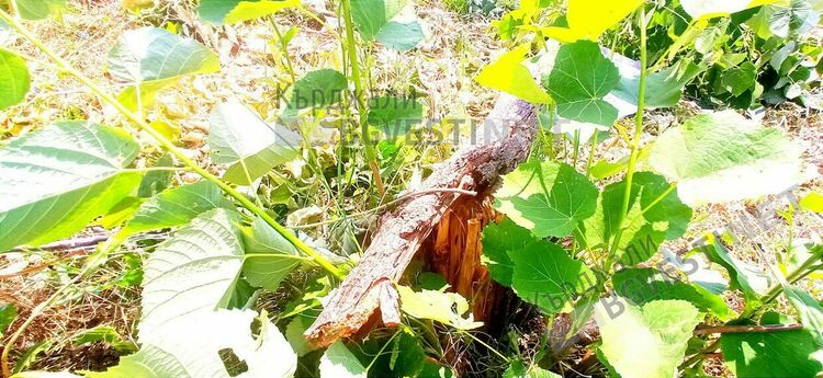 Вандали ломят млади липи в Кърджали  заради цвета, пораженията са големи/снимки/