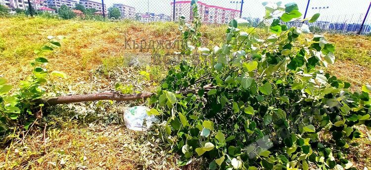 Вандали ломят млади липи в Кърджали  заради цвета, пораженията са големи/снимки/