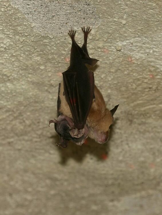 Търсят  бяс в колония прилепи в Маджарово