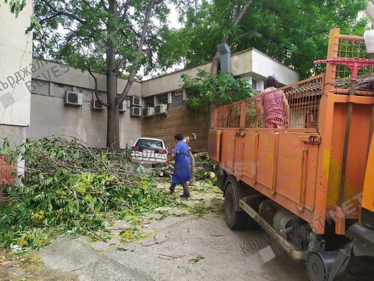Изсичане на дървета в центъра на Кърджали предизвика спонтанно недоволство