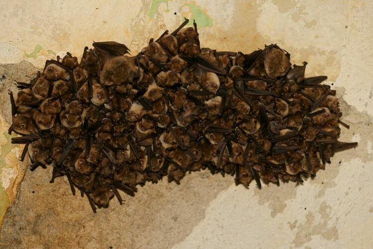 Търсят  бяс в колония прилепи в Маджарово