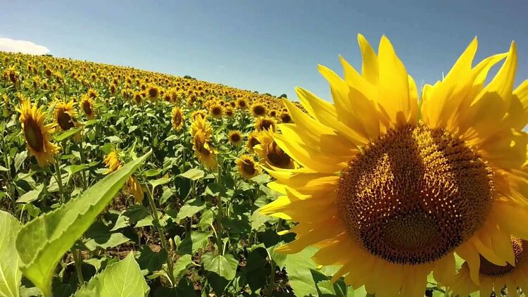 Слънчево и много топло днес