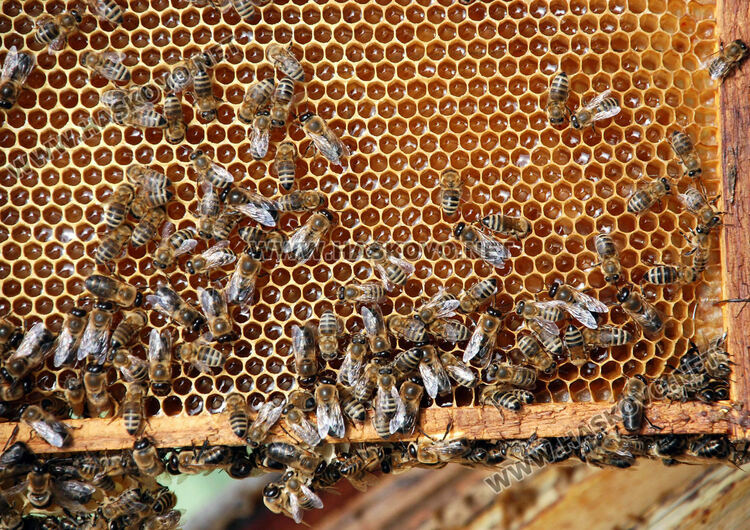 Летен пчеларски празник организират край село Бряст