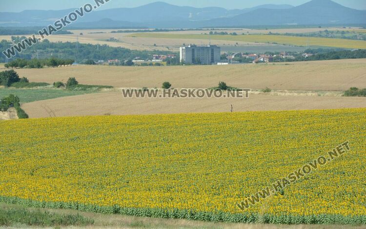 Нашествие от пеперуди в „Кенана“, хасковлии се опасяват от поражения по растенията