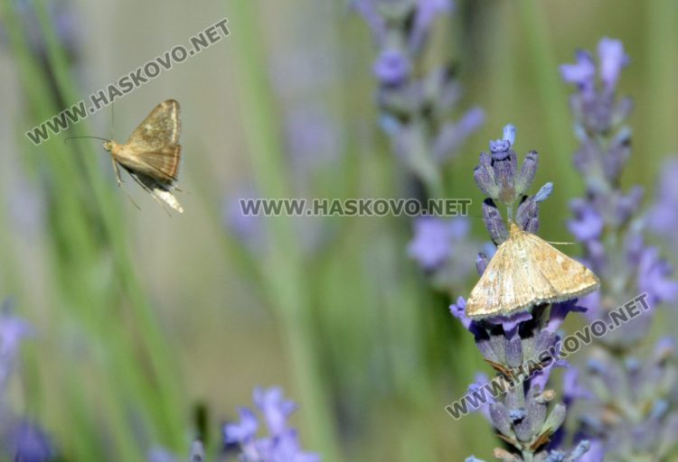 Нашествие от пеперуди в „Кенана“, хасковлии се опасяват от поражения по растенията