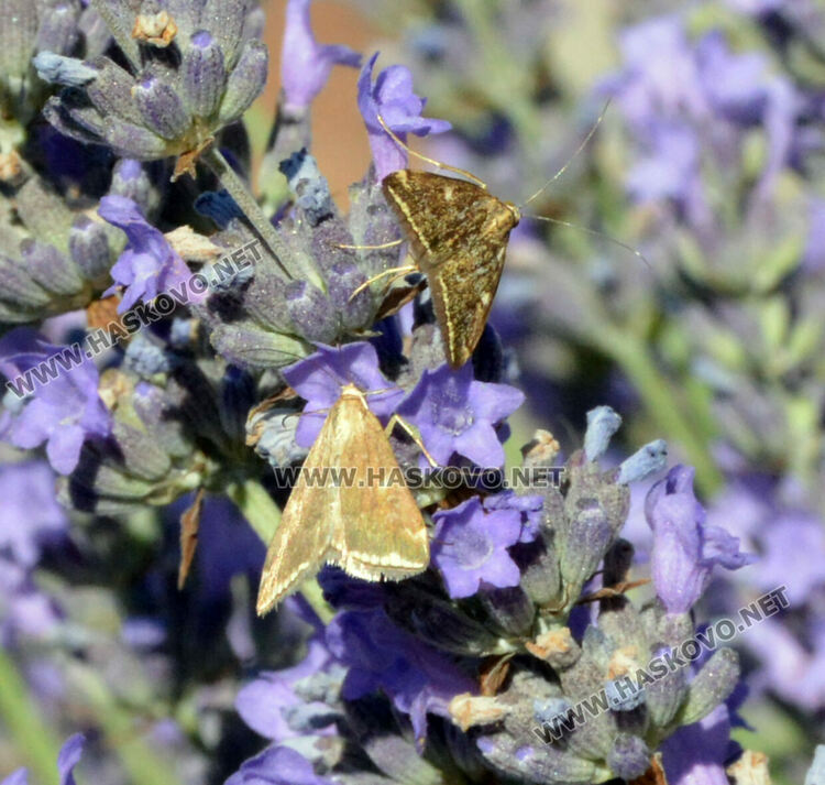 Нашествие от пеперуди в „Кенана“, хасковлии се опасяват от поражения по растенията
