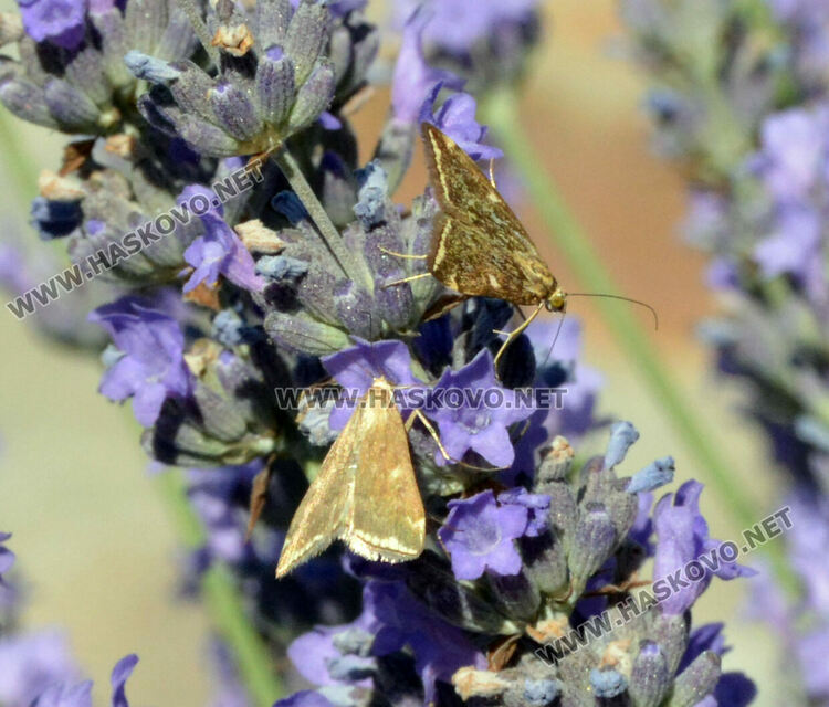 Нашествие от пеперуди в „Кенана“, хасковлии се опасяват от поражения по растенията