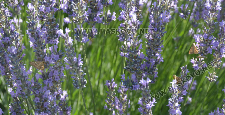 Нашествие от пеперуди в „Кенана“, хасковлии се опасяват от поражения по растенията