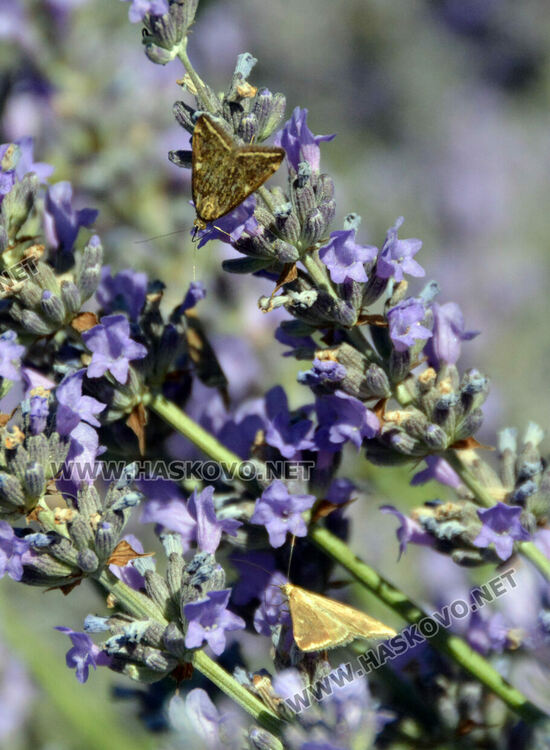 Нашествие от пеперуди в „Кенана“, хасковлии се опасяват от поражения по растенията