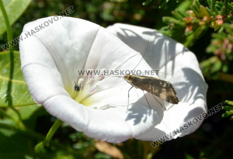 Нашествие от пеперуди в „Кенана“, хасковлии се опасяват от поражения по растенията