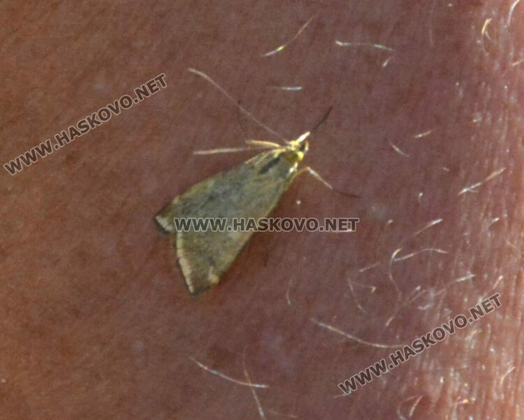 Нашествие от пеперуди в „Кенана“, хасковлии се опасяват от поражения по растенията