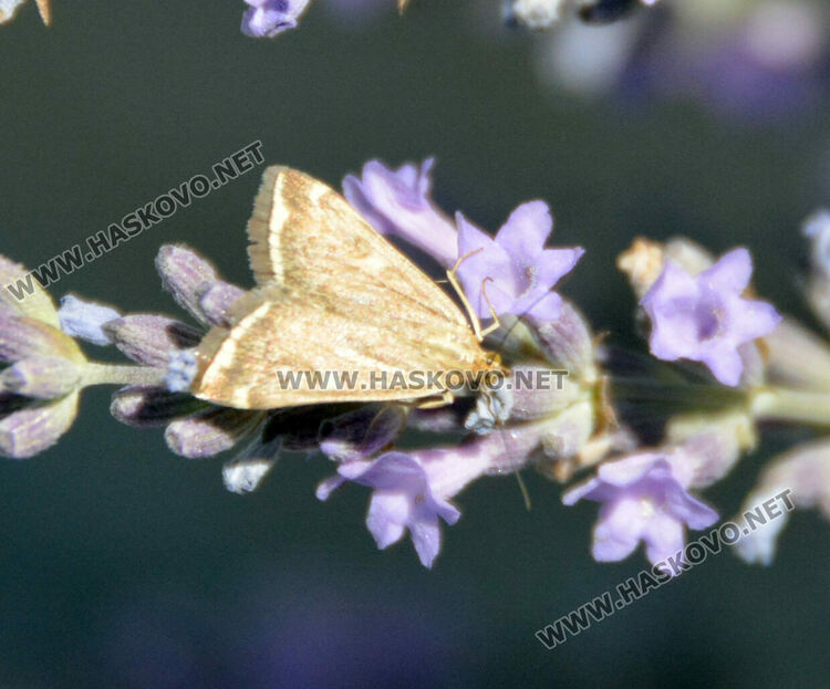 Нашествие от пеперуди в „Кенана“, хасковлии се опасяват от поражения по растенията