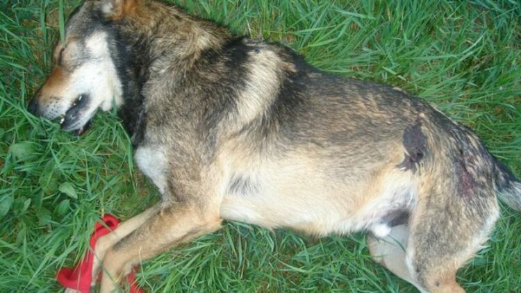 Собственик на нелегален казан за ракия уби куче в село Каняк