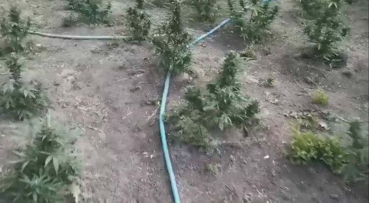 Две ниви с 3330 растения канабис са открити край Меричлери и Ябълково