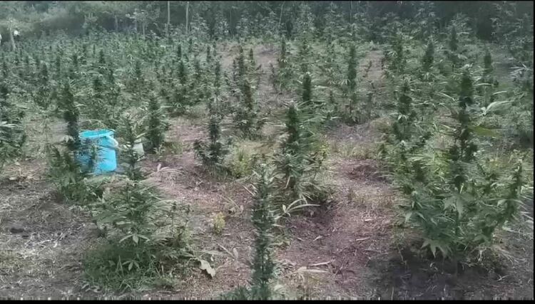 Две ниви с 3330 растения канабис са открити край Меричлери и Ябълково