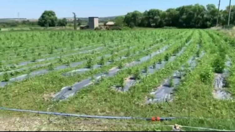 Две ниви с 3330 растения канабис са открити край Меричлери и Ябълково