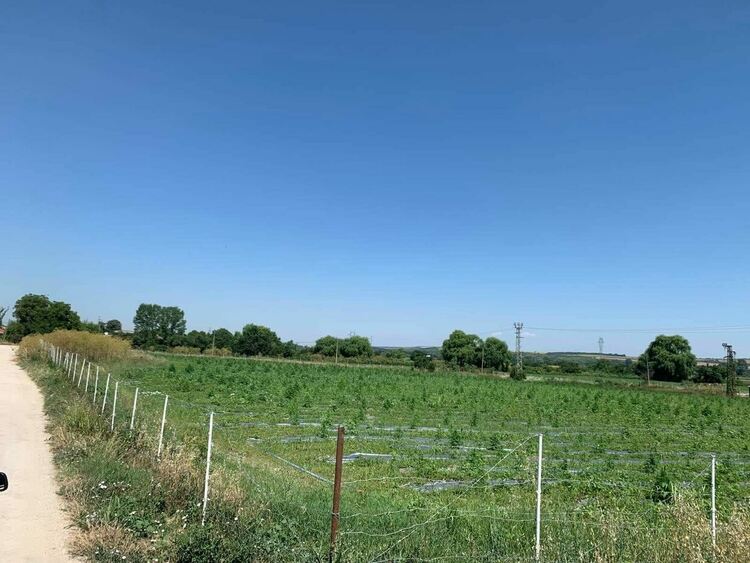 Две ниви с 3330 растения канабис са открити край Меричлери и Ябълково