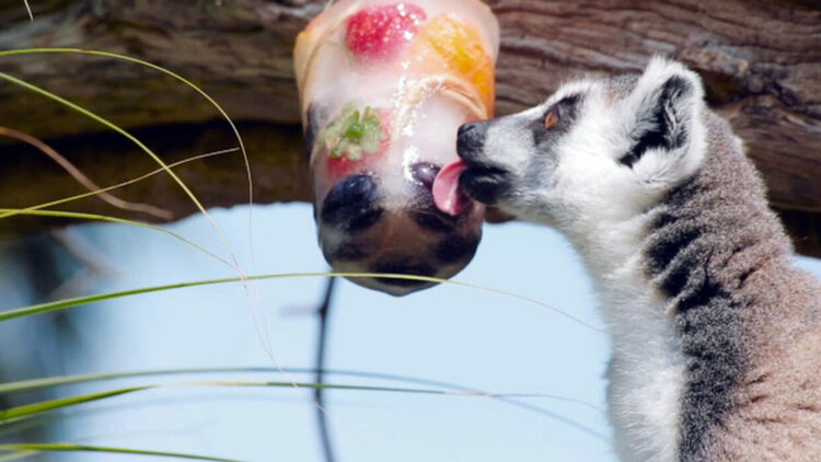 Зоологическата градина в Торино дава на животните ледени близалки заради жегата