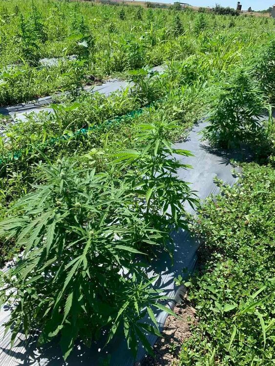 Две ниви с 3330 растения канабис са открити край Меричлери и Ябълково