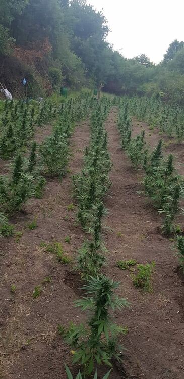 Две ниви с 3330 растения канабис са открити край Меричлери и Ябълково