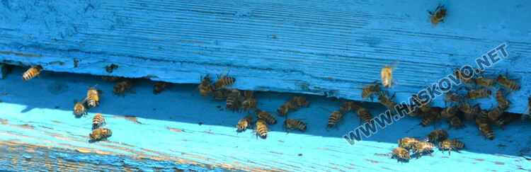 Пчеларите от Хасковско очакват добра медна реколта