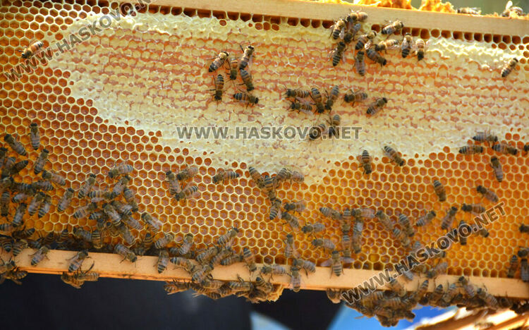 Пчеларите от Хасковско очакват добра медна реколта