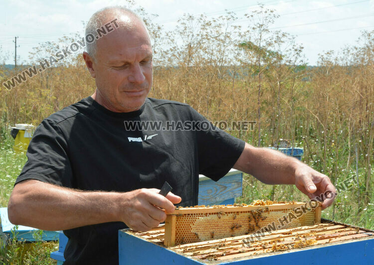 Пчеларите от Хасковско очакват добра медна реколта