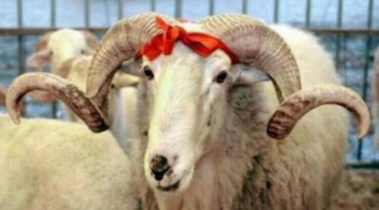 Поставиха специални контейнери за Курбан Байрям, изхвърлянето на животински отпадъци извън тях струва до 1000 лева глоба