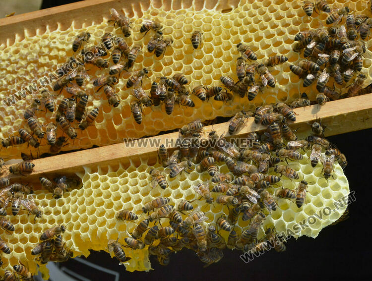 Пчеларите от Хасковско очакват добра медна реколта