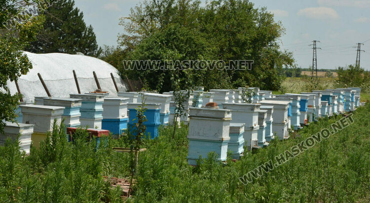 Пчеларите от Хасковско очакват добра медна реколта