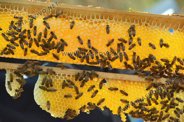 Пчеларите от Хасковско очакват добра медна реколта