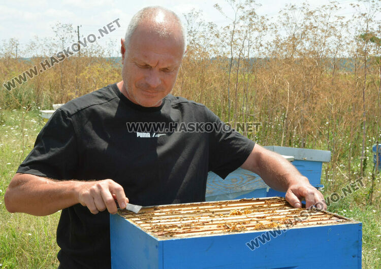 Пчеларите от Хасковско очакват добра медна реколта