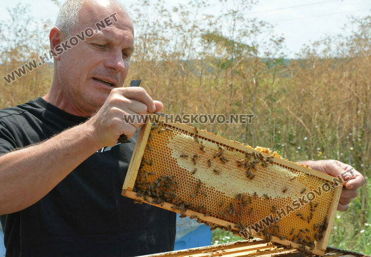 Пчеларите от Хасковско очакват добра медна реколта