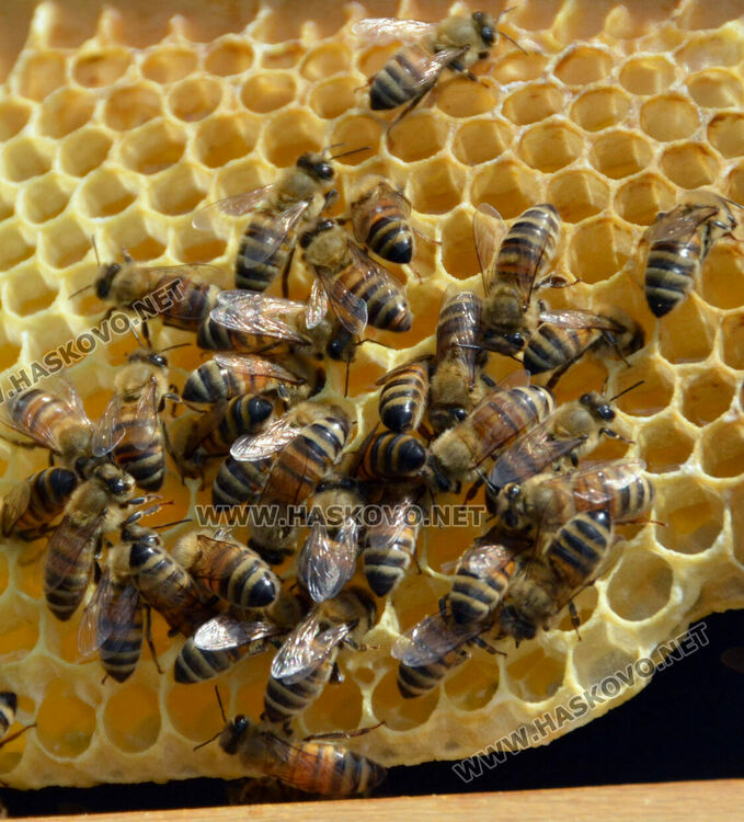 Пчеларите от Хасковско очакват добра медна реколта