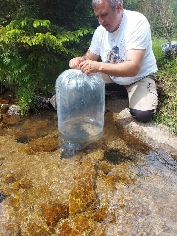 От Южноцентралното държавно предприятие зарибиха реките в Родопите с балканска пъстърва