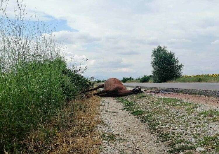 Мъртъв кон стресира шофьорите на околовръстния път на Първомай