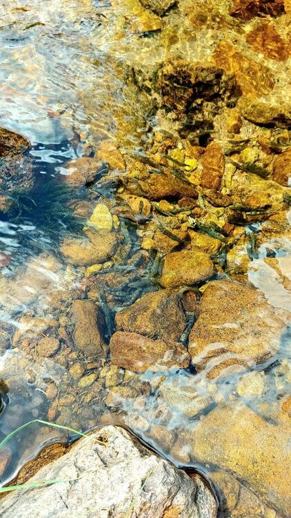 От Южноцентралното държавно предприятие зарибиха реките в Родопите с балканска пъстърва