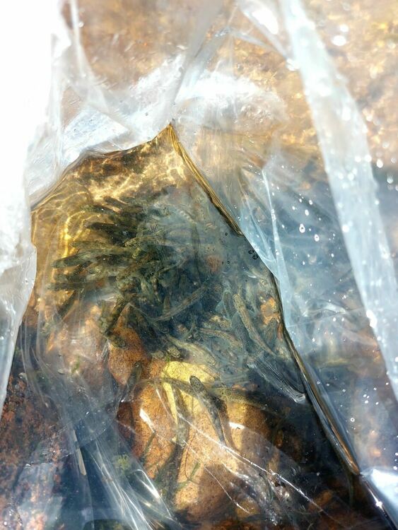 От Южноцентралното държавно предприятие зарибиха реките в Родопите с балканска пъстърва