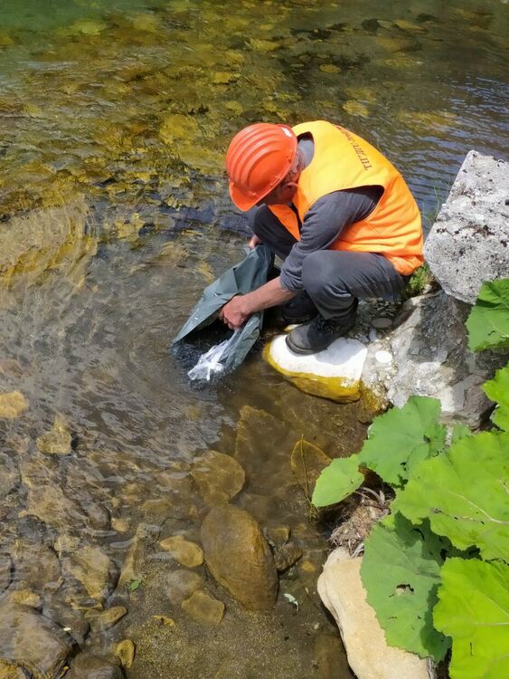 От Южноцентралното държавно предприятие зарибиха реките в Родопите с балканска пъстърва