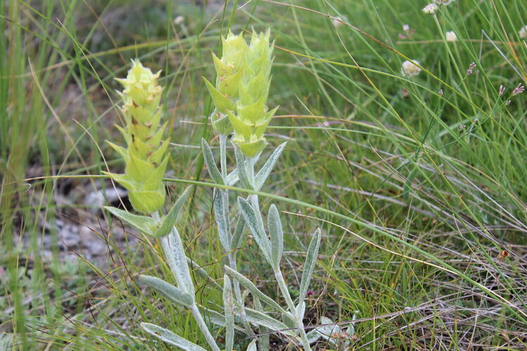 РИОСВ – Смолян започва проверки срещу събирането на Мурсалски чай от естествени находища