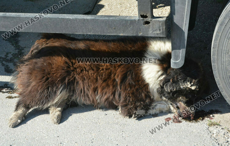 Хасковлии: Отровиха 3 кучета и котка край Тих труд