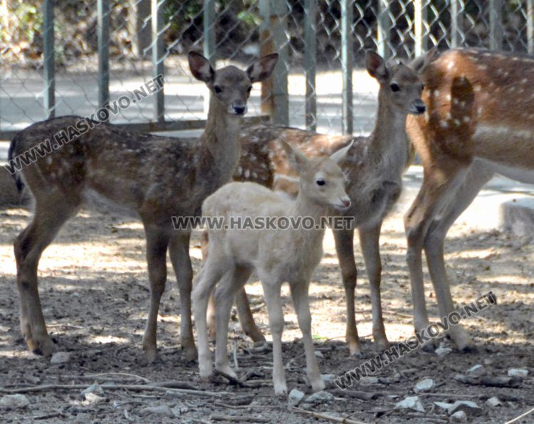 Елен албинос се роди в хасковския зоопарк